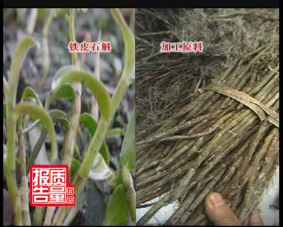央视每周质量报告：仙草之谜