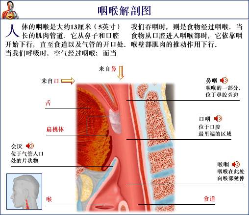 咽喉部的结构？