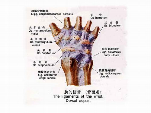 畹部是靠韧带连接的吗？怎么一个结构？韧带脆弱吗？为什么？怎结构？