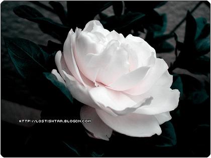 我是一个很奇怪的女生,总是喜欢把自己的希望寄托在某样东西上面,总是认为它能给我带来好运,我虽然知道这个是迷信拉,但是还是没办法,怎么才能使自己不要那么依靠某样东西???