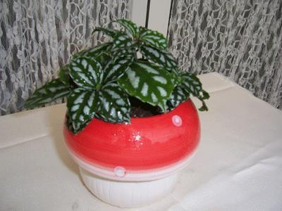 ��ˮ����ϲ��ů��ʪ�������ϲ���ɷ��ֵ�ɳ������������15����25�棬�������ɵ���5�档����������
һ�����չ�����ˮ����һ��Ҷɫ���������ڻ��ܣ�������������ϲ��������գ���Ӧ����ǿ��ֱ�䡣���컨����ڱ���������ŵ��ϴ�������̫����ҶƬ��ɫ�ᵭ���������ǿ��ҶƬ�������ˡ�
������ˮ��������ʪ�����ԭ���������ָɶ����ѣ������ʪΪ�á����죬������Ҷ������ˮ�ɱ���Ҷ������Ҿ߹��󡣶���Ҷ������ˮ������Ҷ�����ֺ�ɫ�ߵ㣬�������ڸ��á��������������ҽ�һ�ζ��˳ɻ����߳�
13a9
��Һ�ʴ�ʹֲ�꽡׳�������ʩ�ס��ط�׳���ѡ���������
������ֳ����Ǥ�巽�����������������ɽ��С���ͥ���ٶ���5�·��þ��Ѷ�����Ǥ�룬�����ú�ɳ����ʯ���������¶������£�20����25�棩��10�����ҷ���������ѿ�쳤3������5���׺���ɳ�������衣���㶨��ˮ��ת������������
�ġ���������ÿ�껻��һ�Ρ�����ֲ������ɢ�ң����ͼ�ֵ����ʱ������Ǥ�巨��ֳ������£�����߹��ͼ�ֵ��ͬʱ��Ҳ�ɼ��ٲ���Σ������ͨ�粻��������£�����������Σ����������������Ţʱ�����볣�������ã���Ӧע���������ˮ����